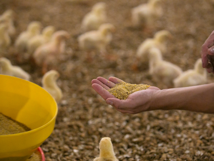 Feed in hands Feed in hands