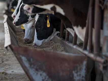 HerdFirst Blender bag HerdFirst Blender bag