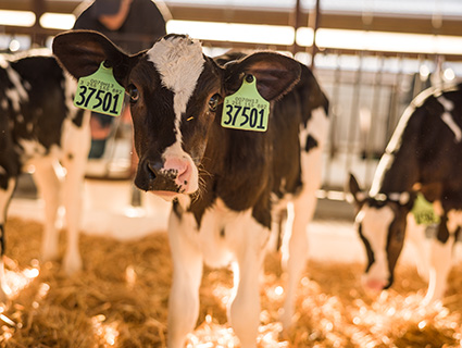 Dairy Calf Dairy Calf