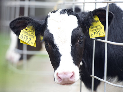 HerdFirst products HerdFirst products