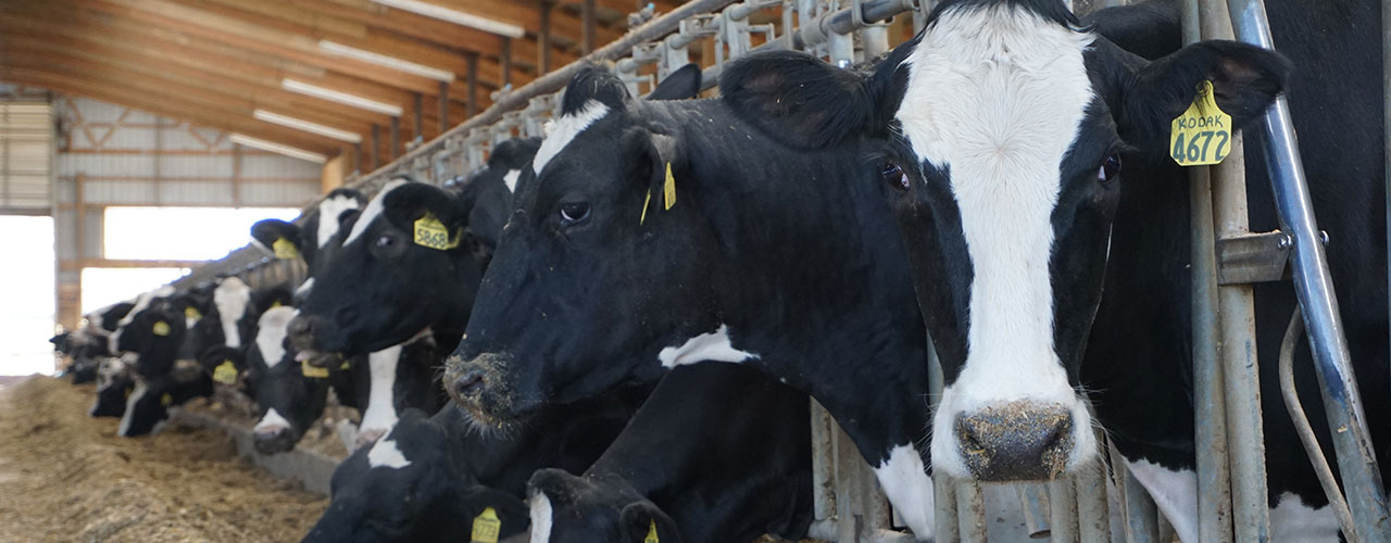 hero component efficiency - rumen insights