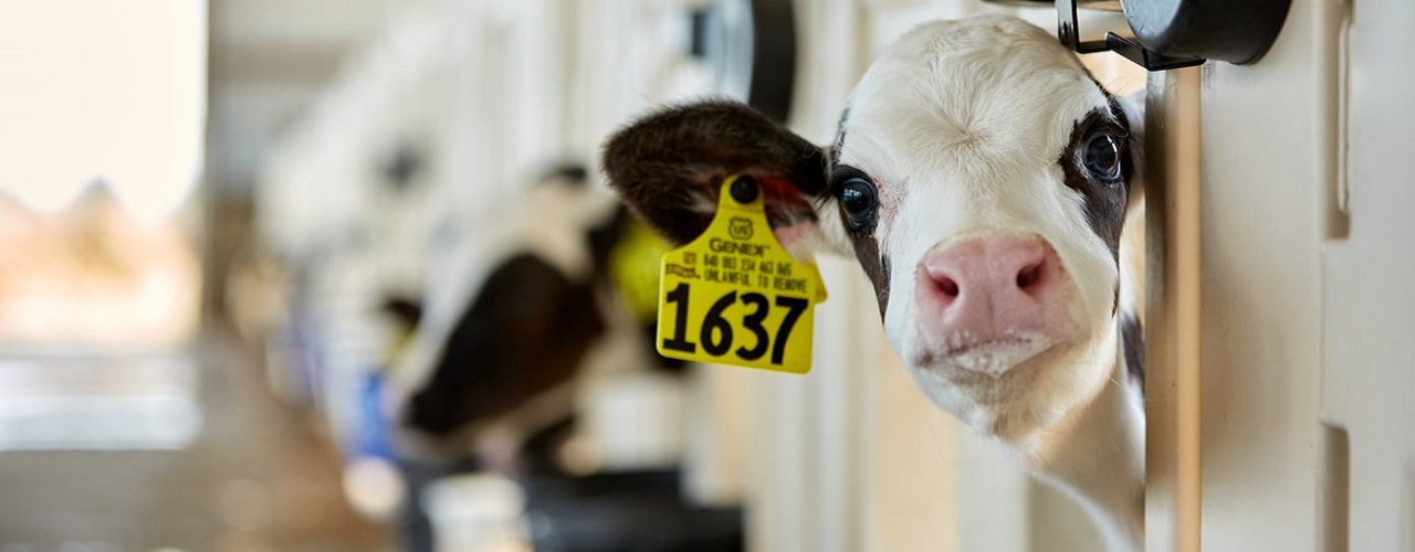 Know Your Milk Replacers Amino Acid Content