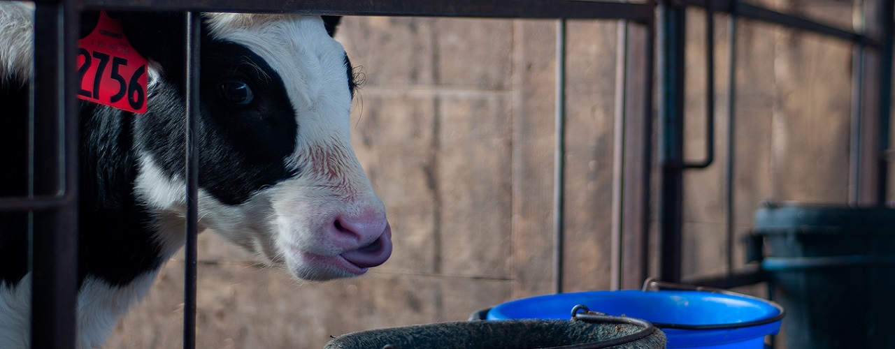 22_0520_calf dehydration_hero