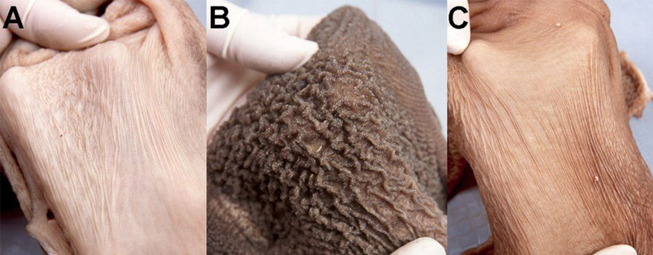 hero calves and water