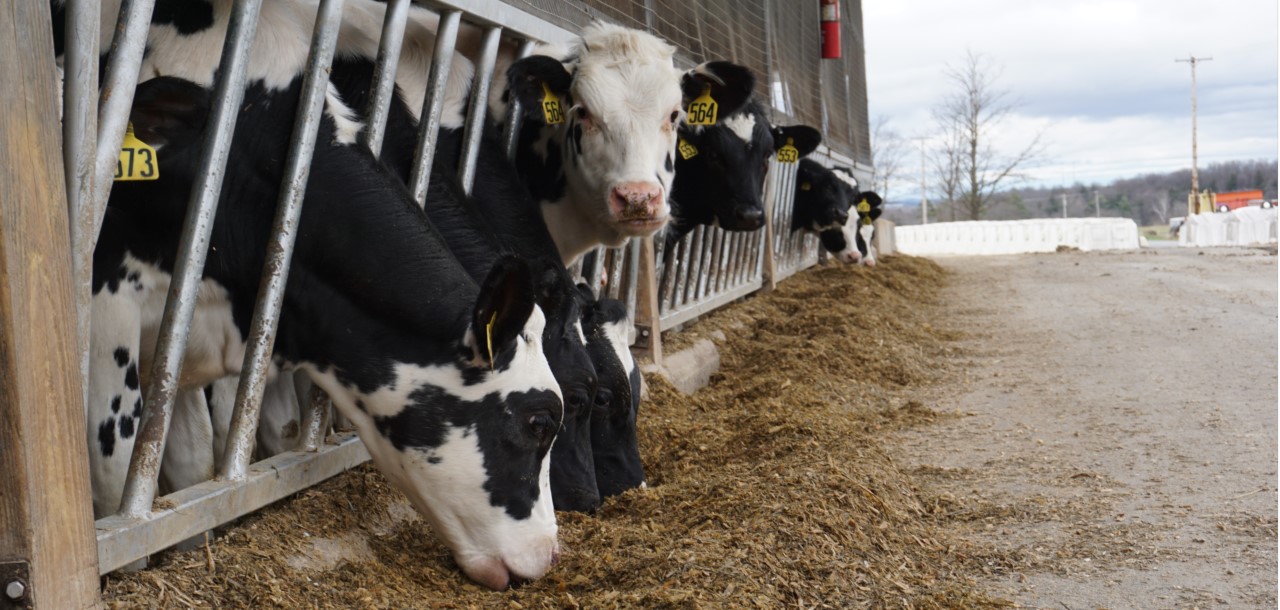 Cargill Dairy Dreams Two Reasons to care about twoyearolds Animal