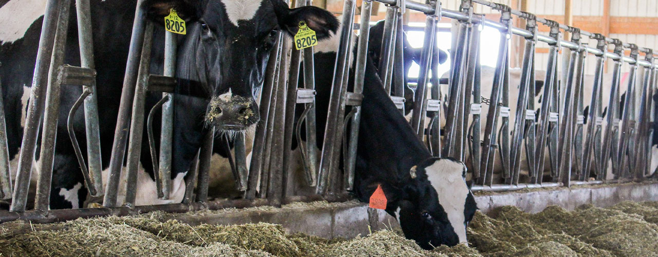 dairy cow feeding
