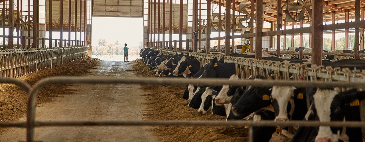 Producer Questions and Answers for Promote® I.C.E.® PLUS Animal Nutrition United States