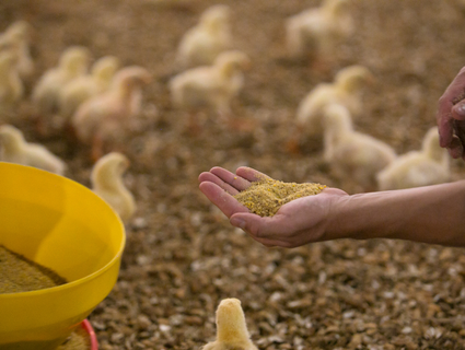 Feed in hands