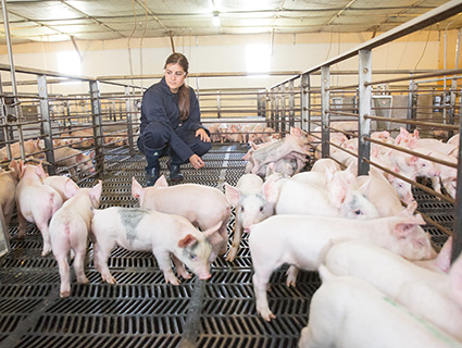 Swine Research