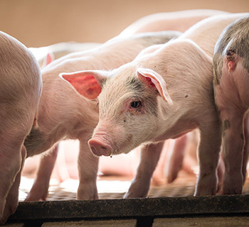 Manage e coli in the nursery