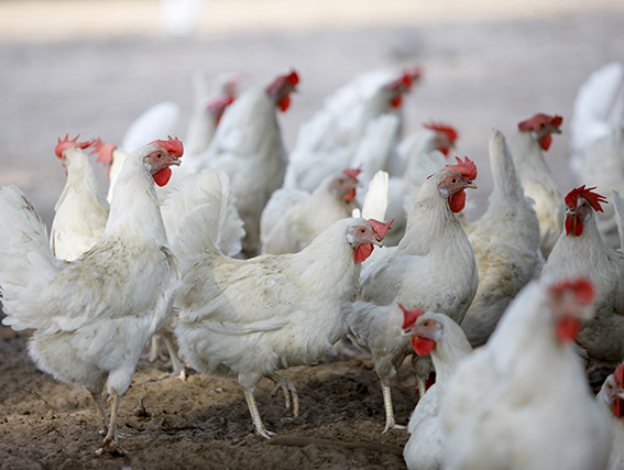 Additives In Meat And Poultry Products