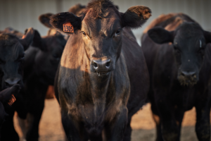 Dairy cross cattle
