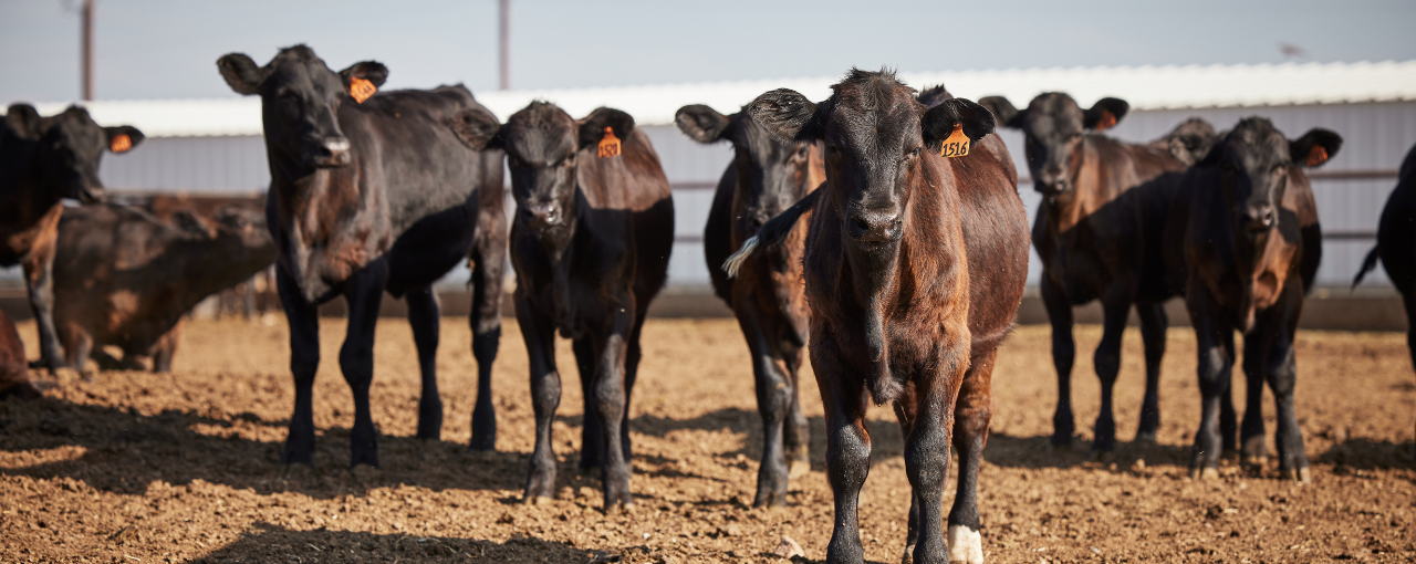 Cargill Field Reps in pasture