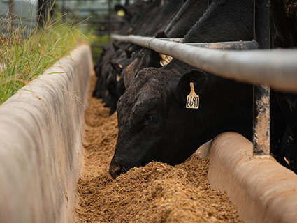 Cattle eating at feed bunk Cattle eating at feed bunk
