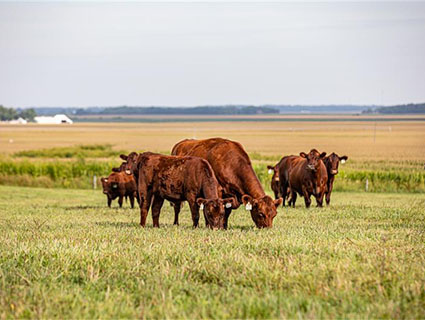 Red Angus cattle grazing grass