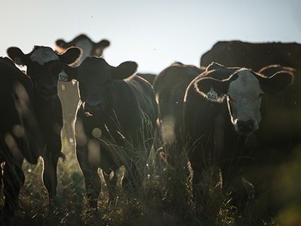 beef cattle